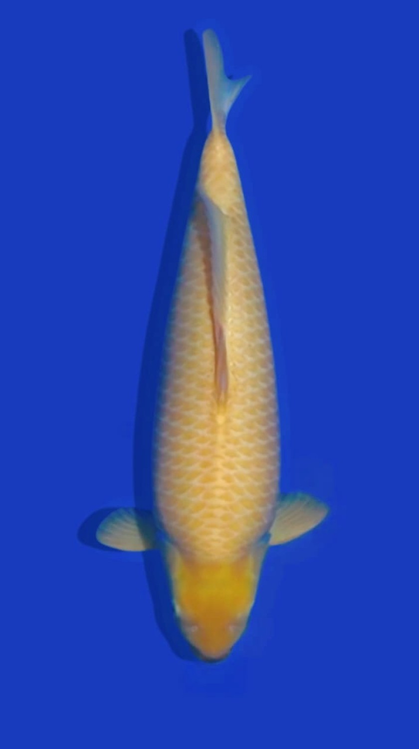 Juara 1