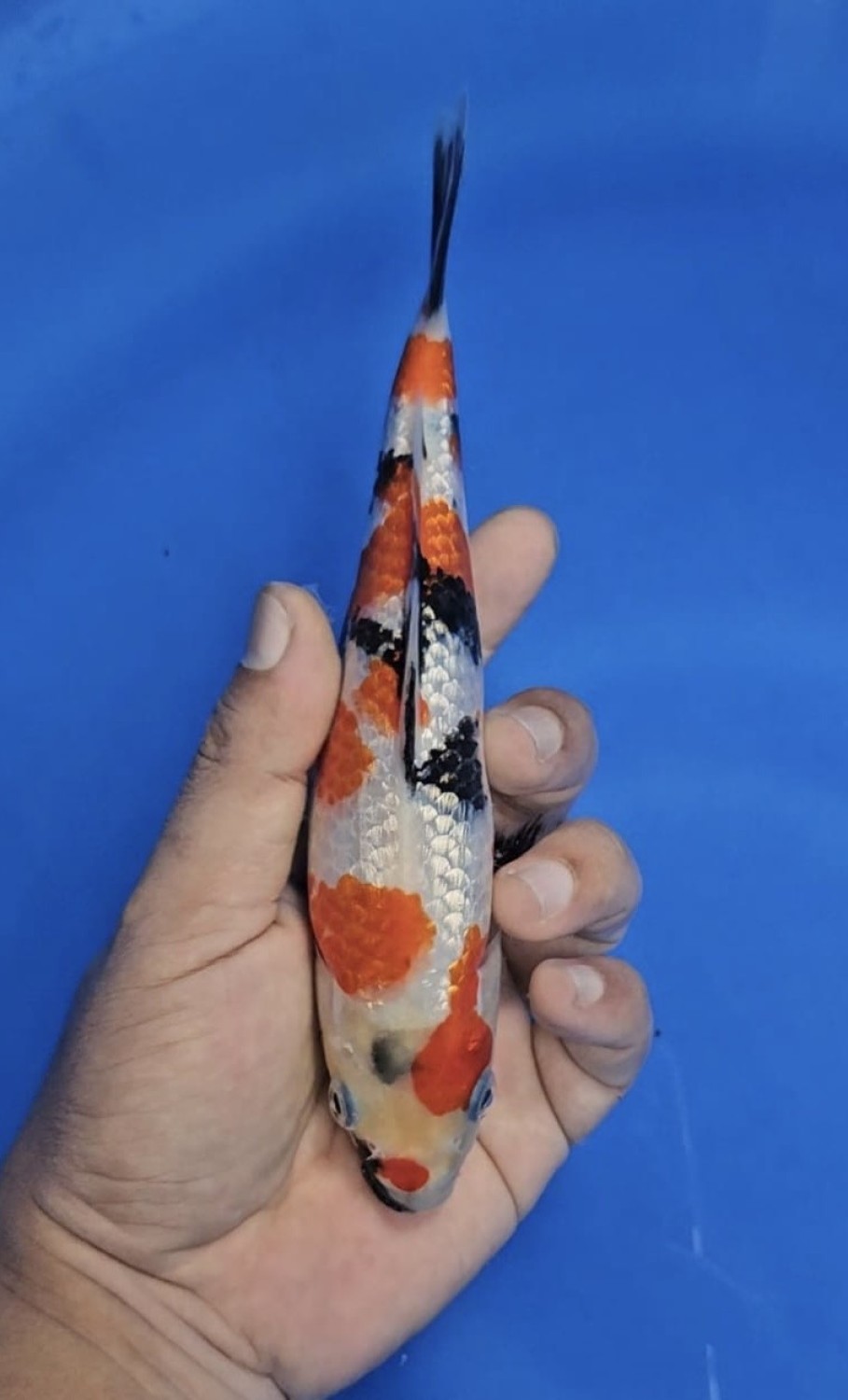 Best In Size B, 16 - 20 cm