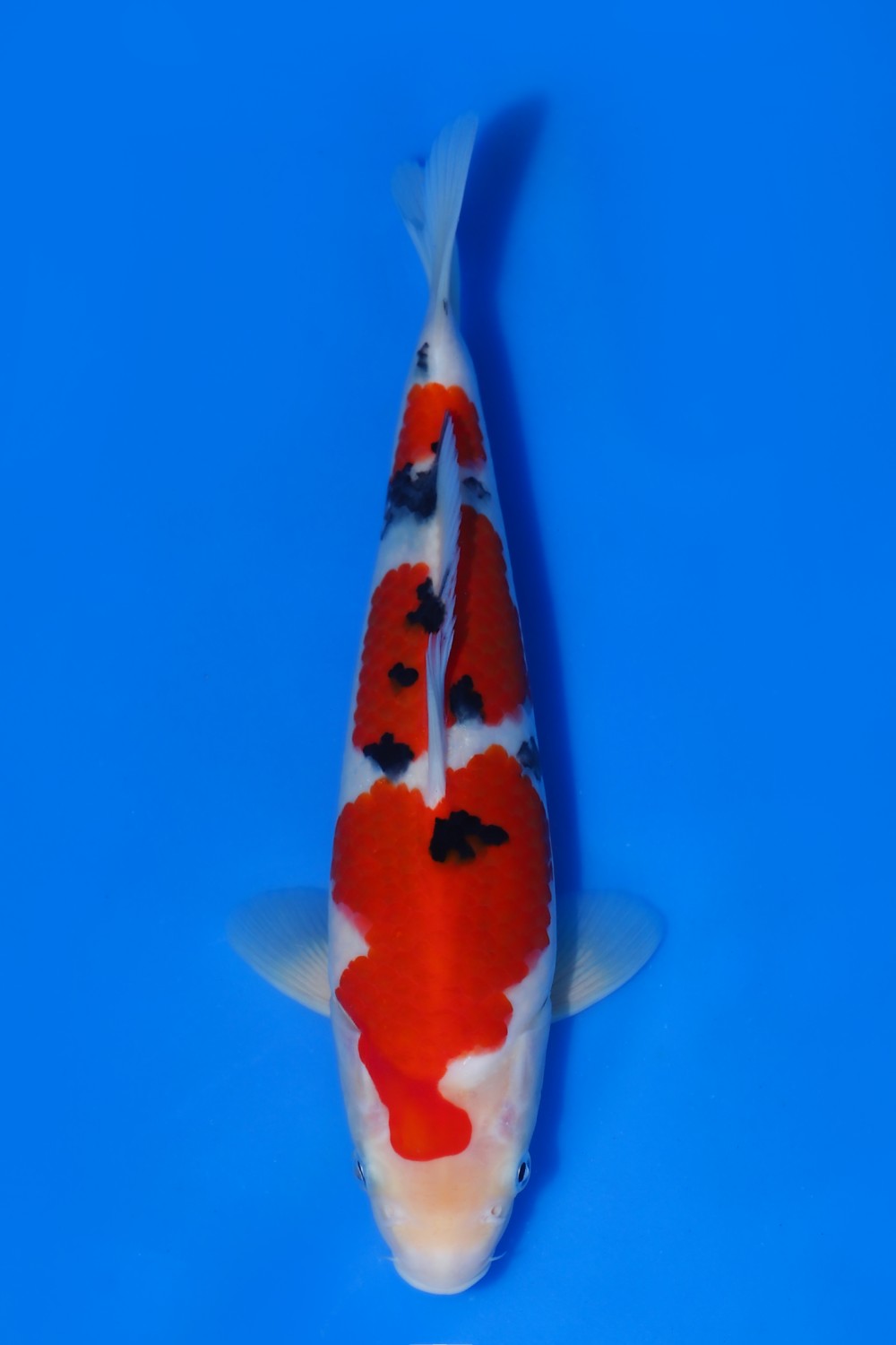 Juara 1