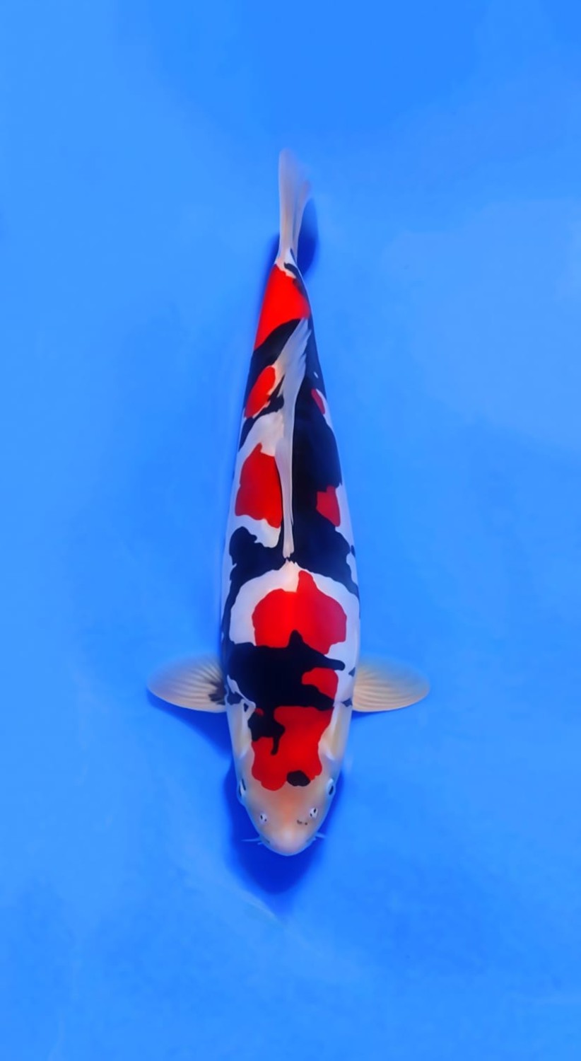 Juara 1