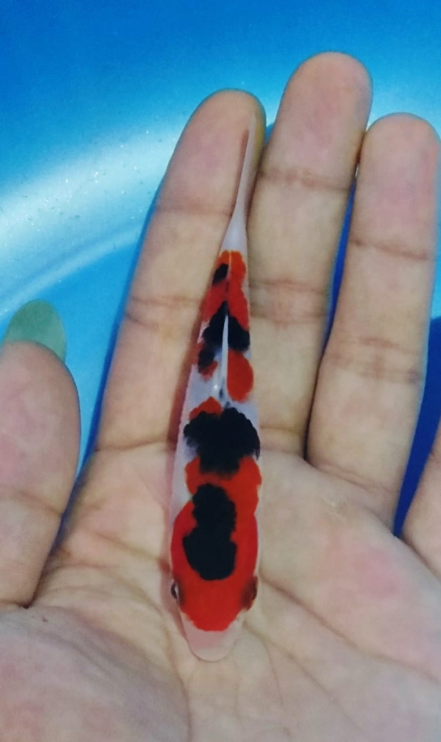 Juara 4
