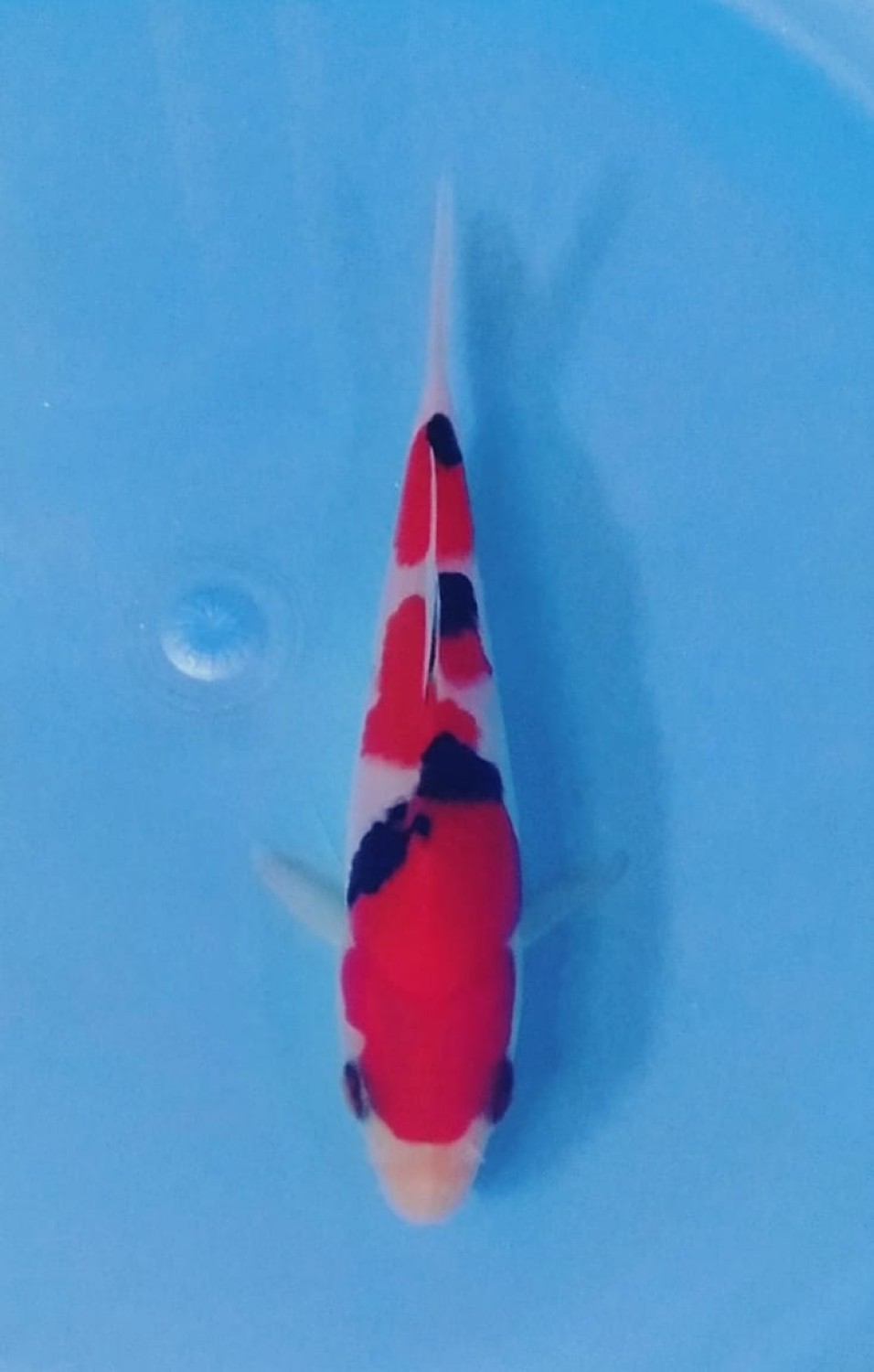Juara 5