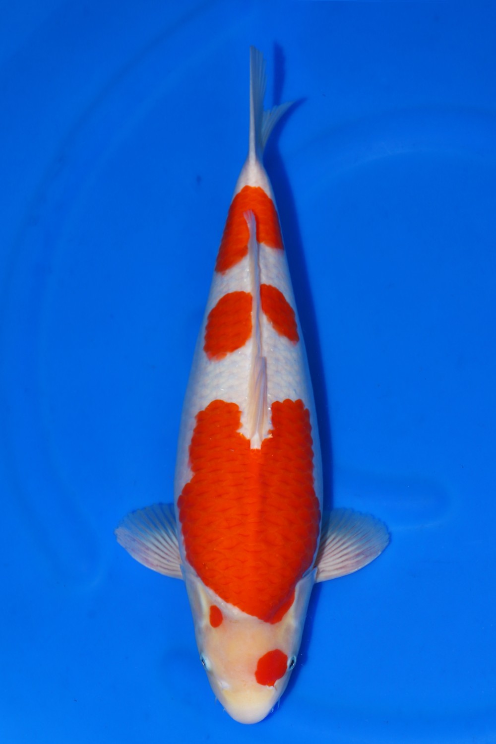Juara 3