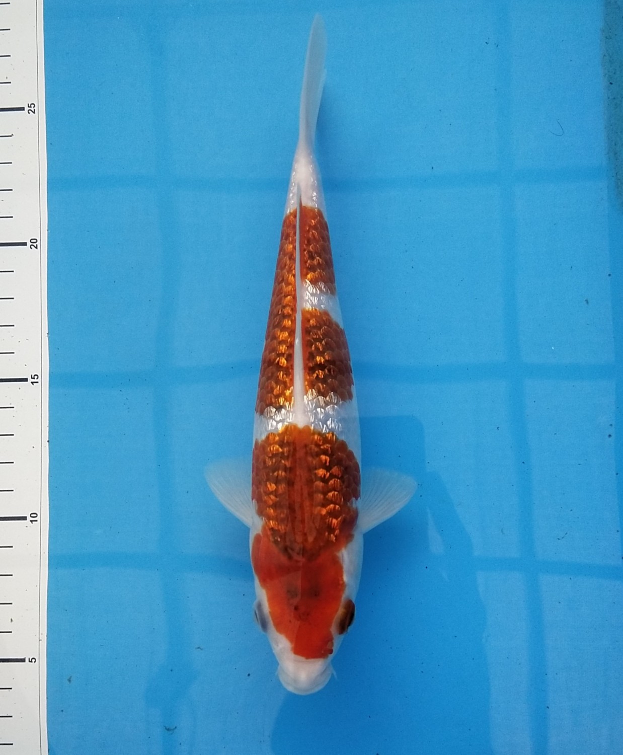 Juara 1