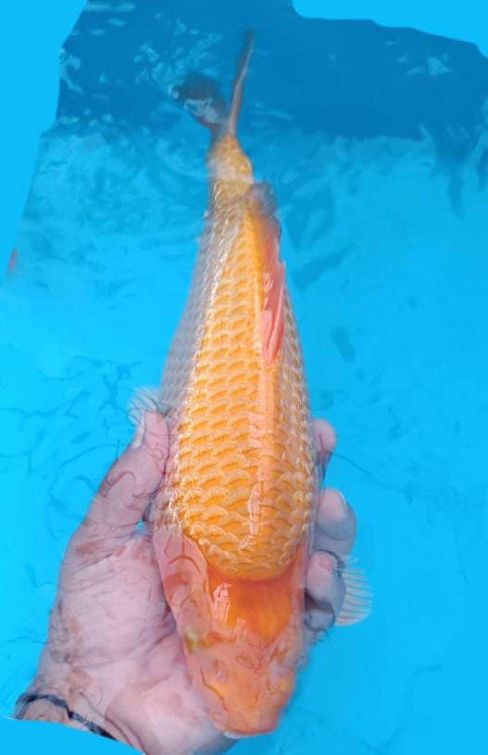 Best In Size E, 31 - 35 cm
