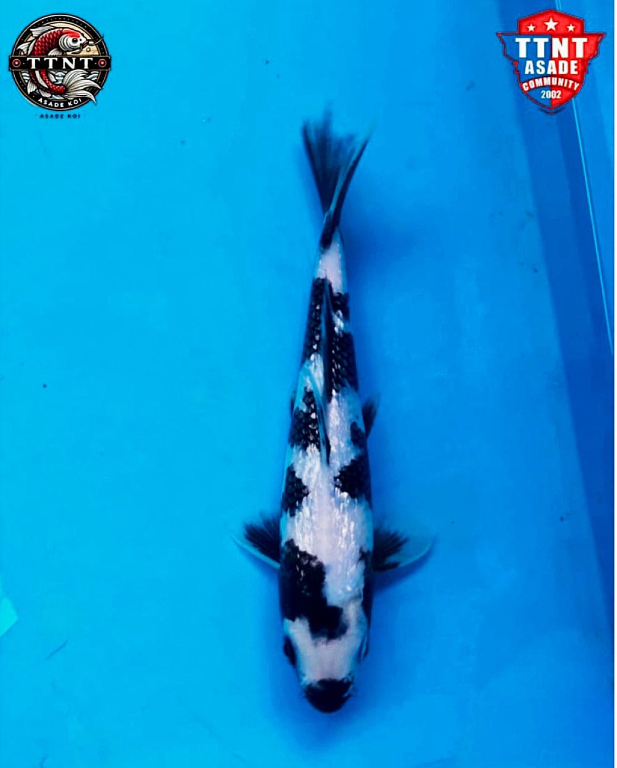 Juara 1