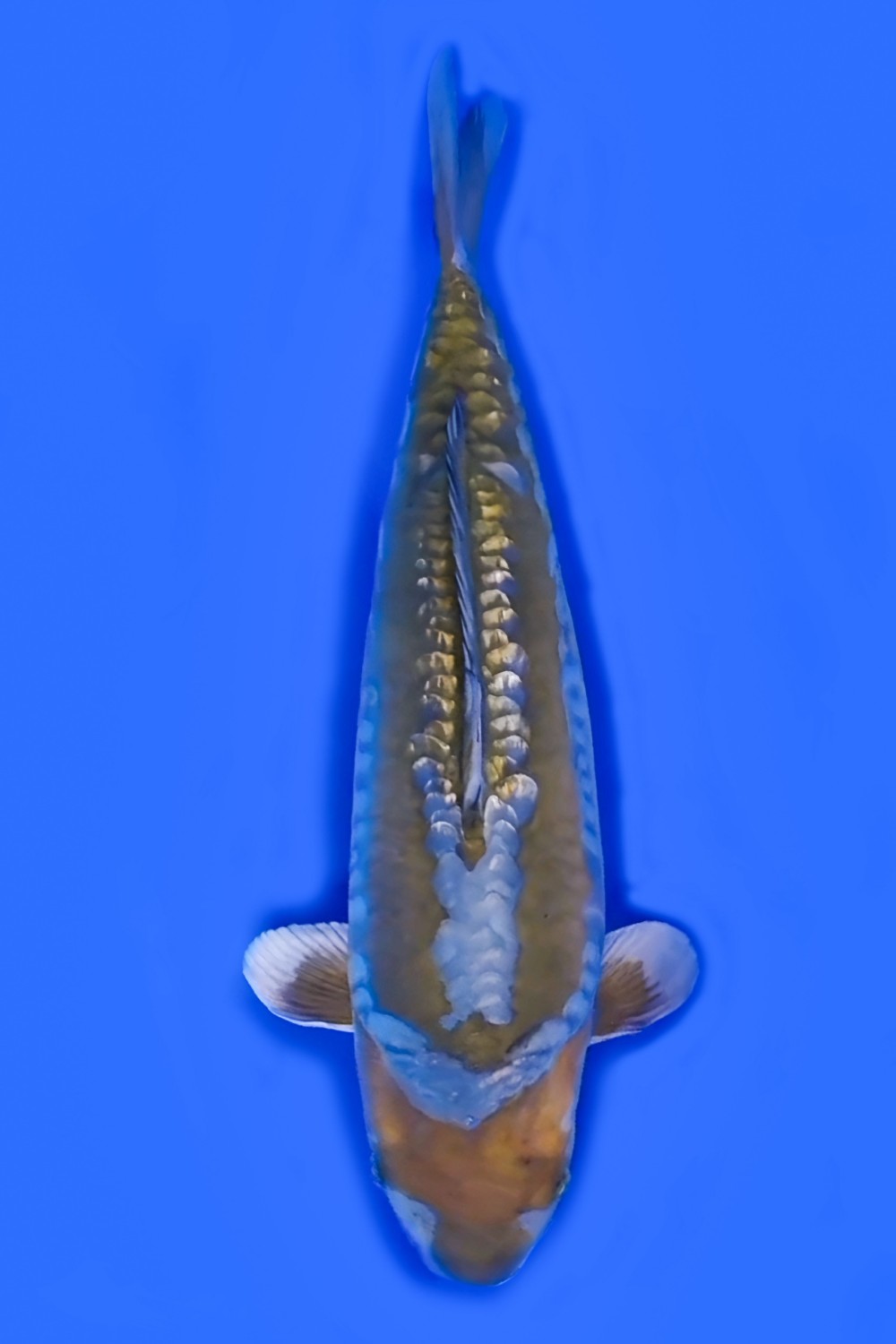 Juara 2