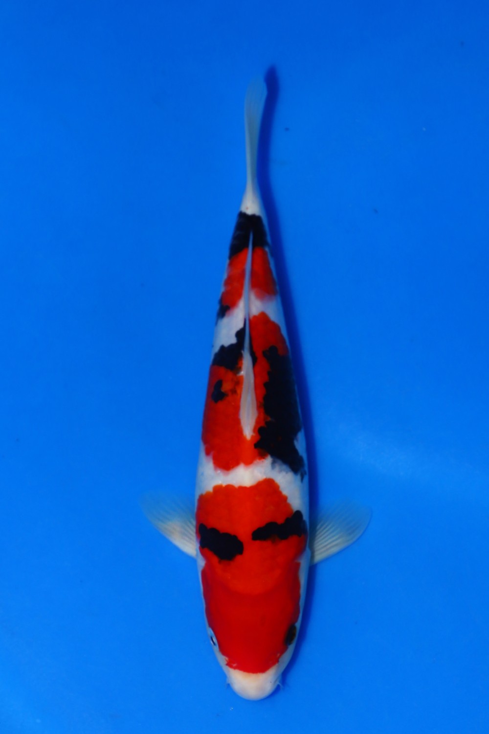 Best In Size F, 26 - 30 cm