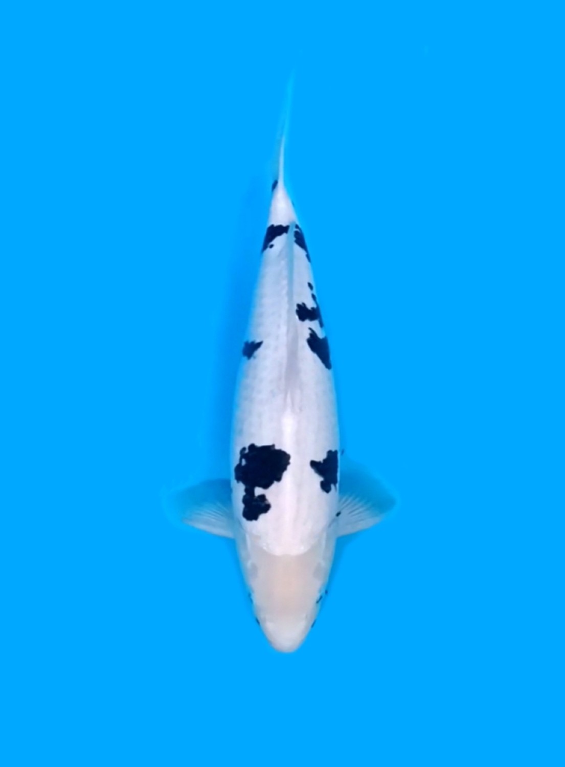 Best In Size F, 41 - 45 cm