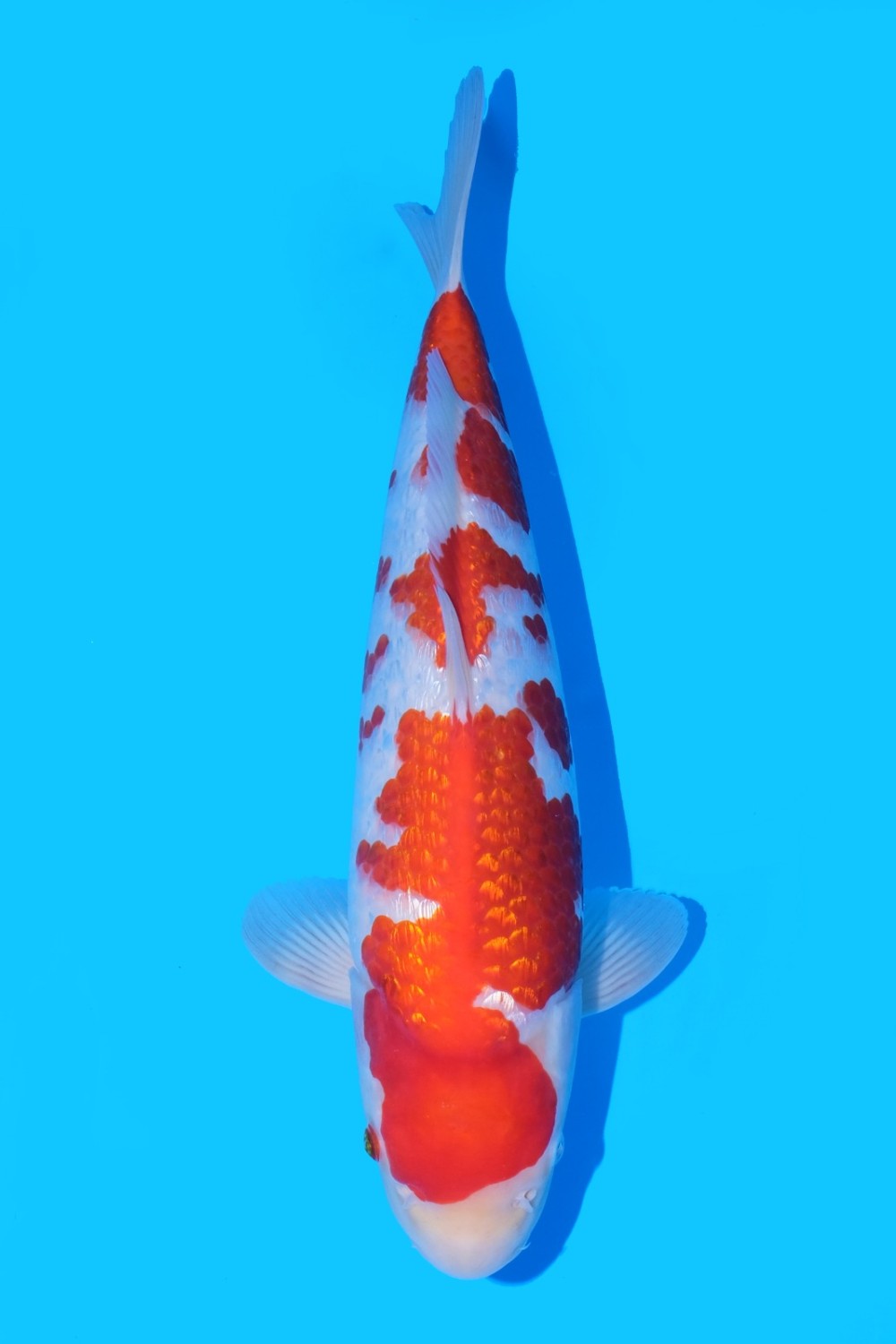 Juara 1