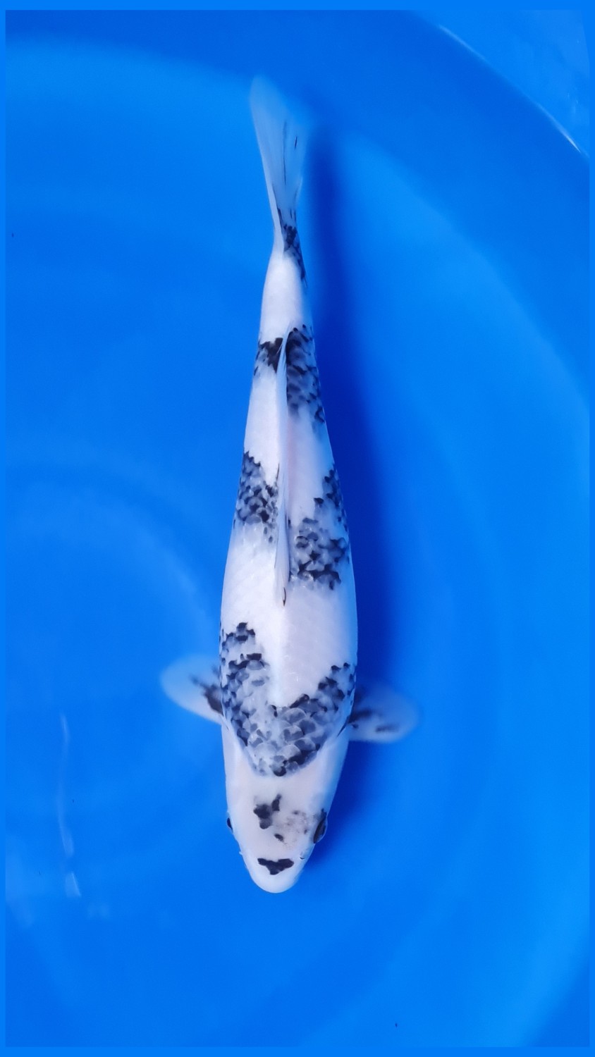 Best In Size F, 31 - 35 cm