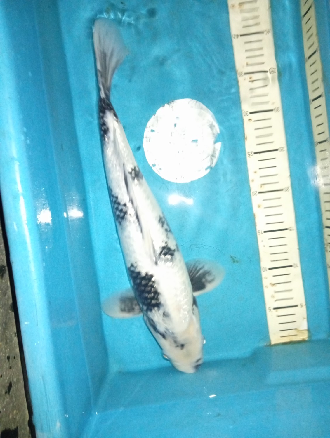 Juara 2