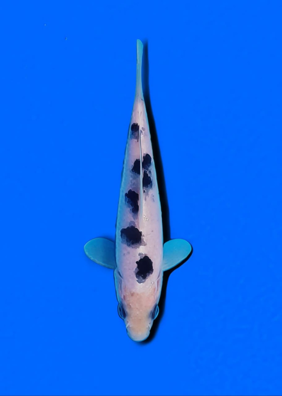 Juara 1