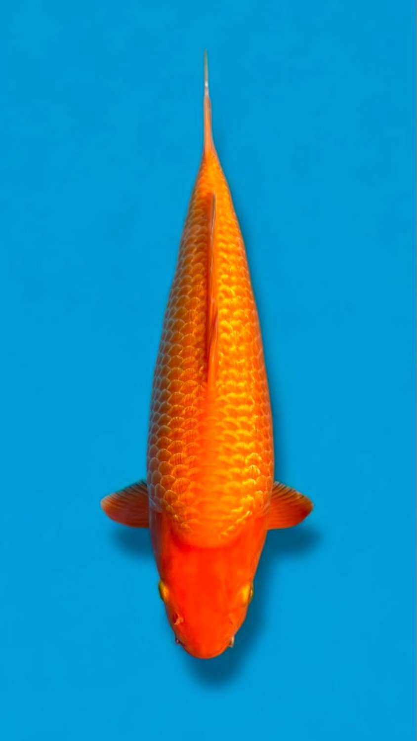 Juara 1