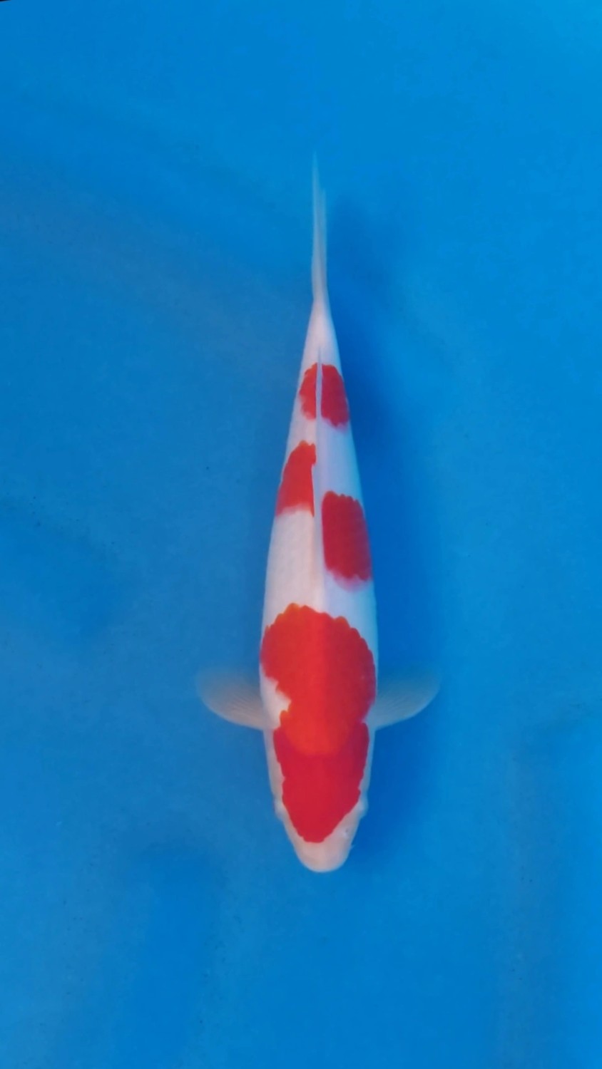 Juara 1