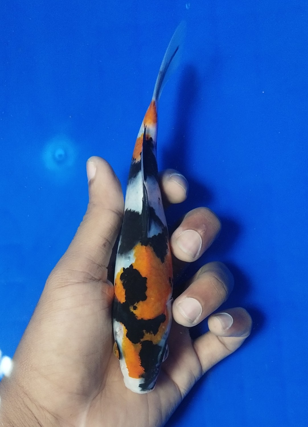 Juara 3