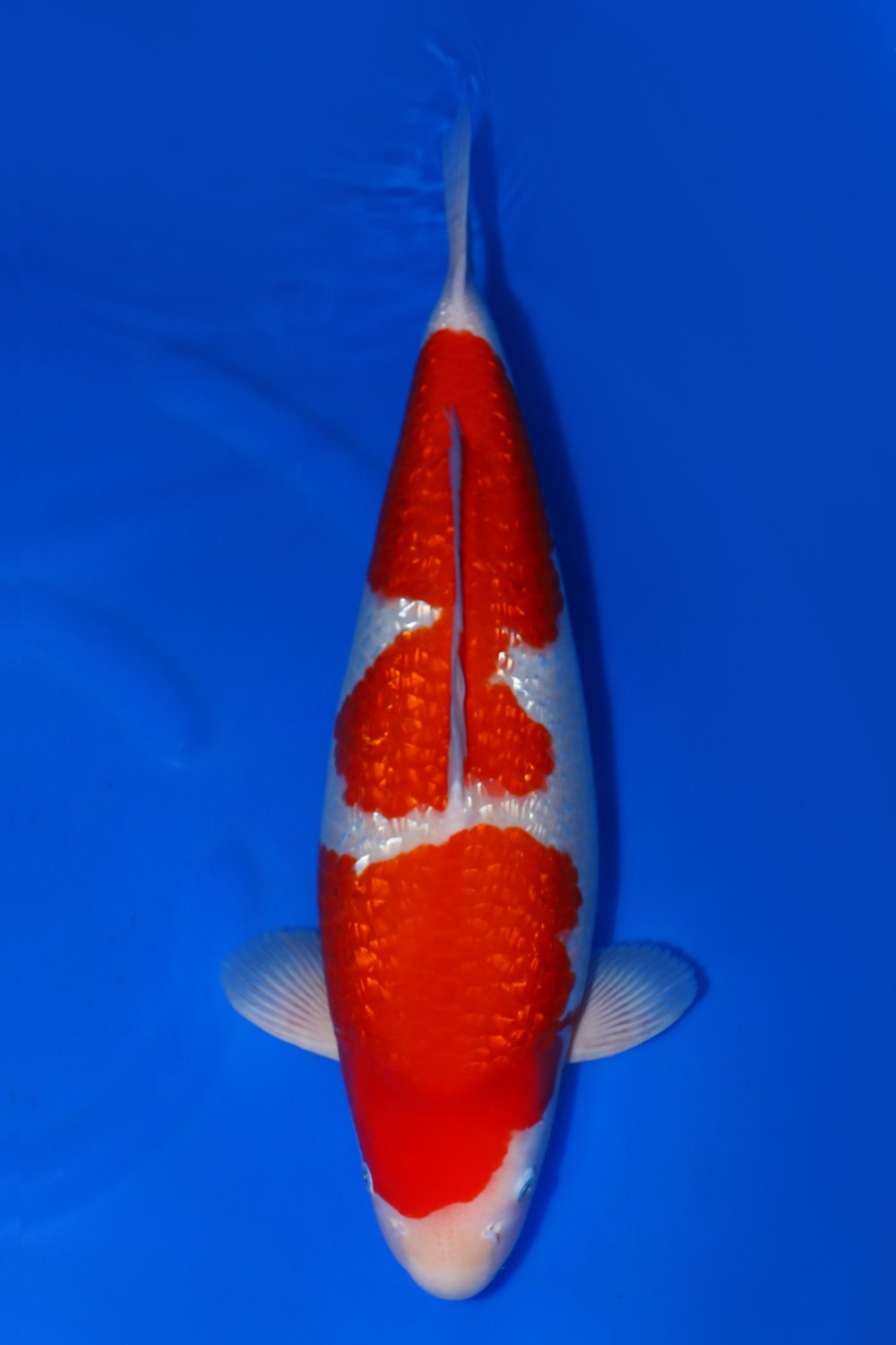 Juara 2