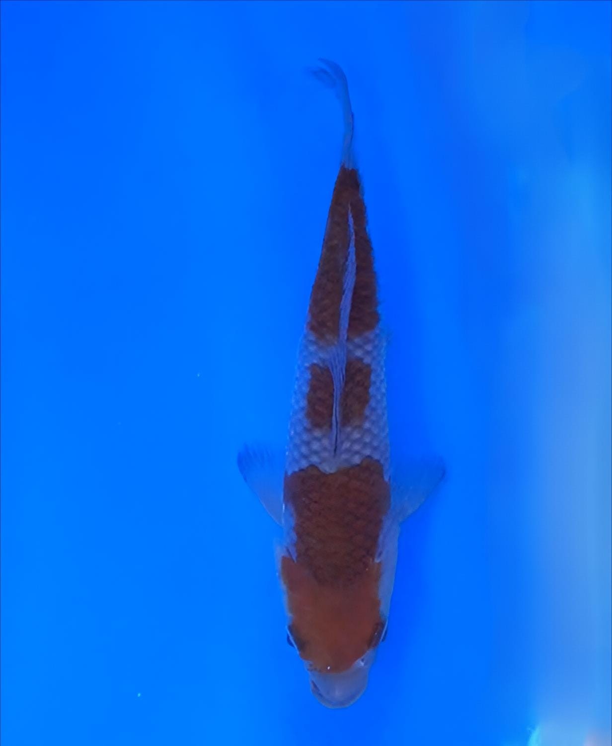 Juara 1