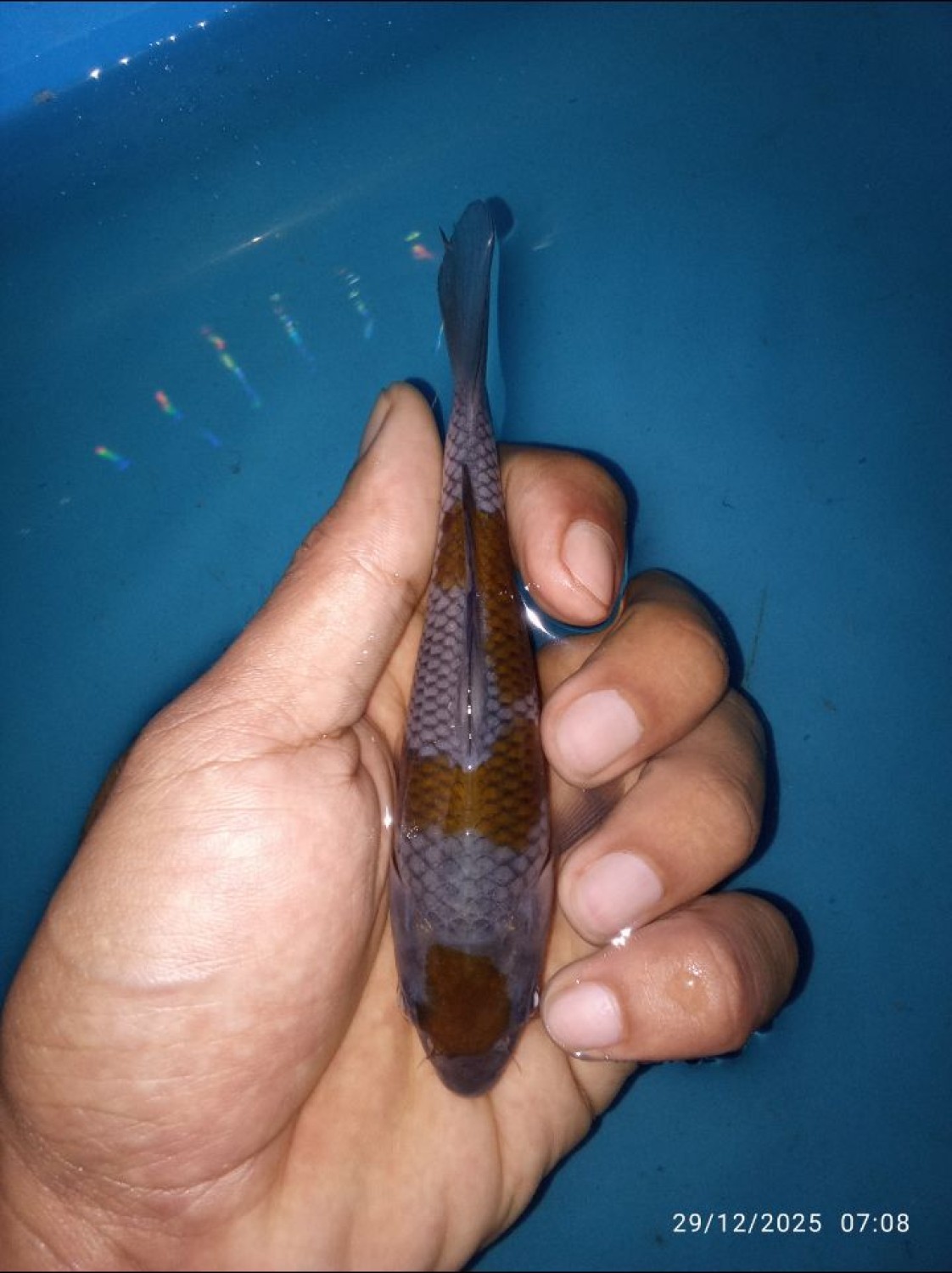 Best In Size B, Up To 12 cm