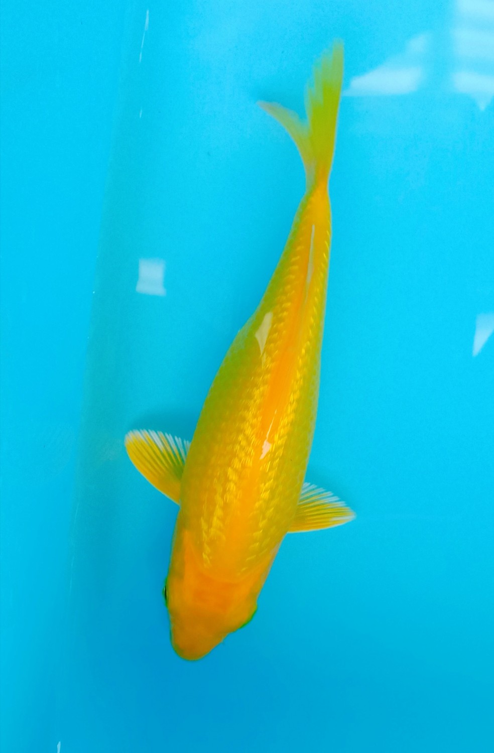 Best In Size E, 13 - 15 cm