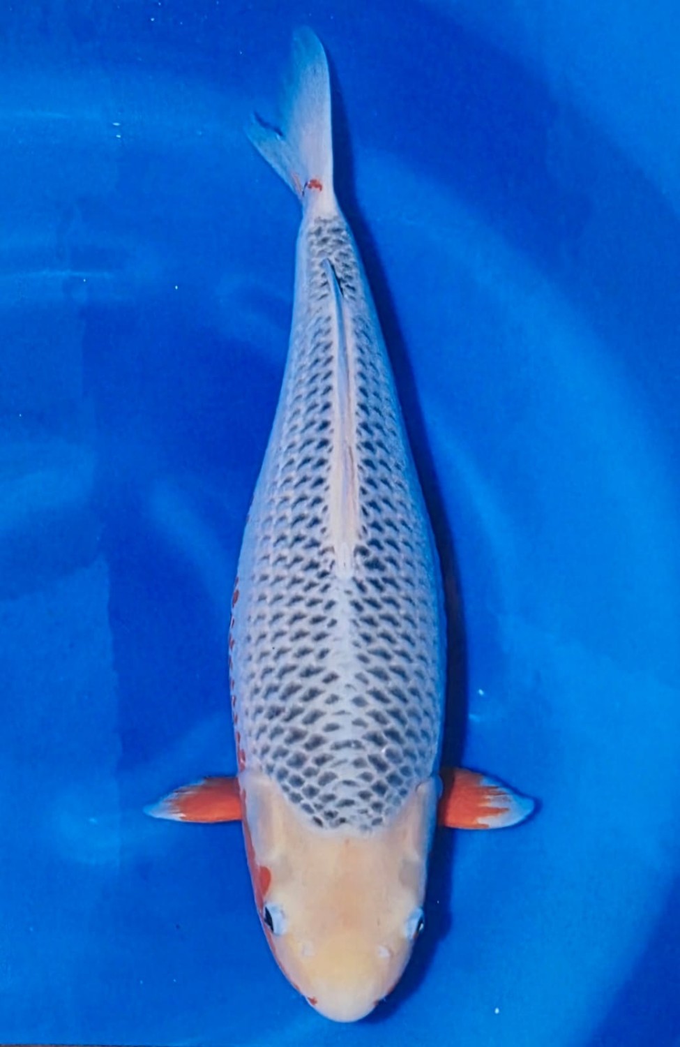 Juara 1