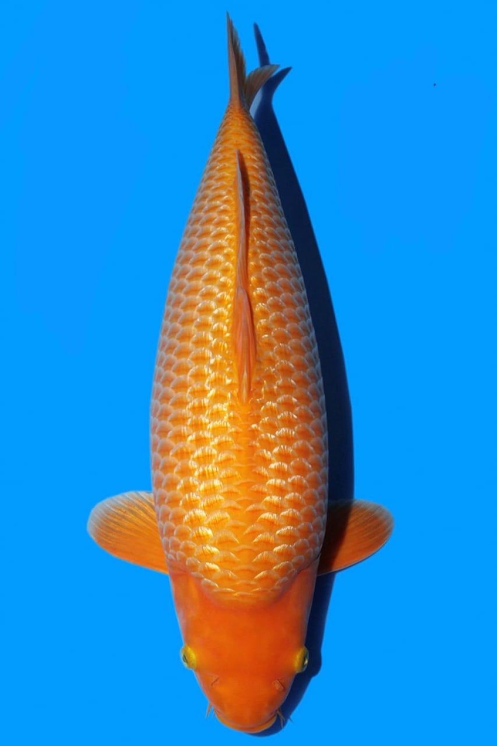 Best In Size E, 56 - 60 cm