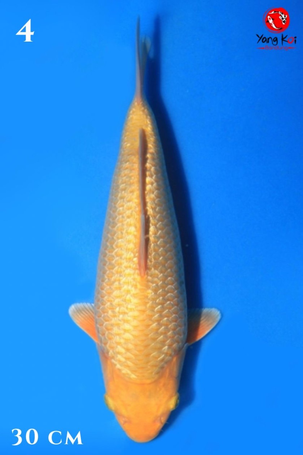 Juara 5