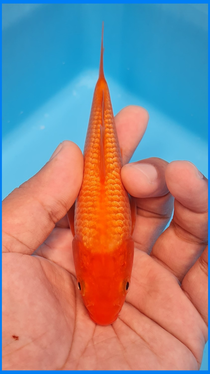 Juara 1
