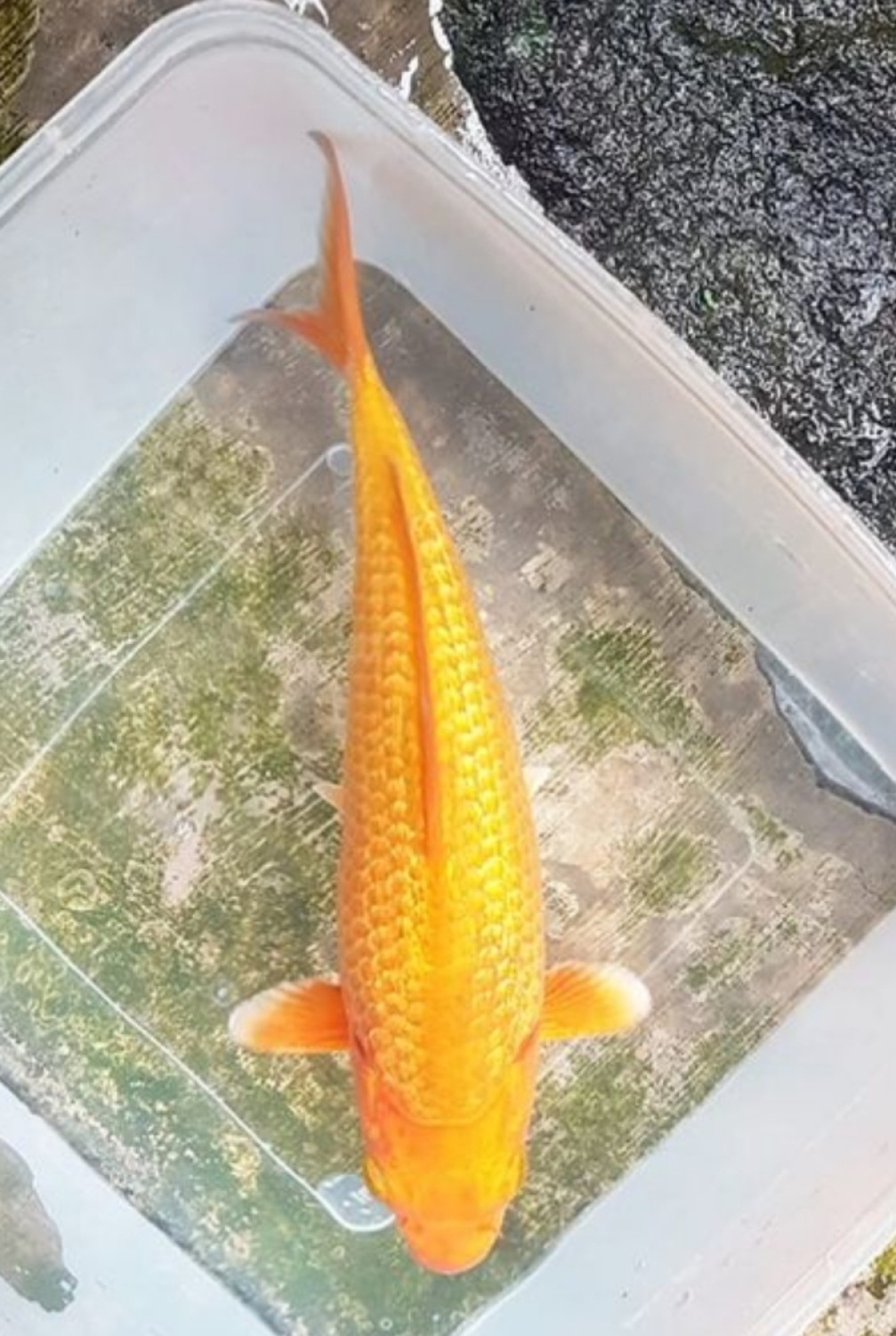 Juara 4