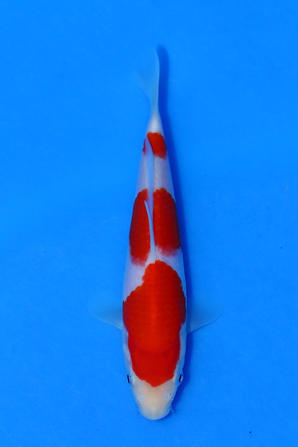 Juara 5