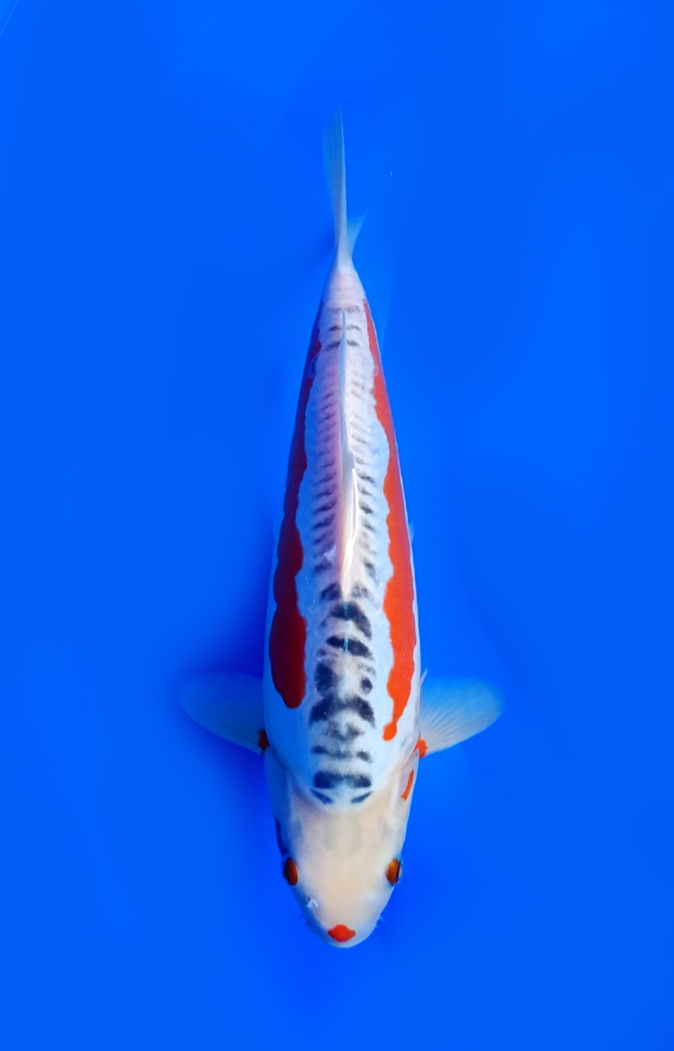 Best In Size D, 31 - 35 cm