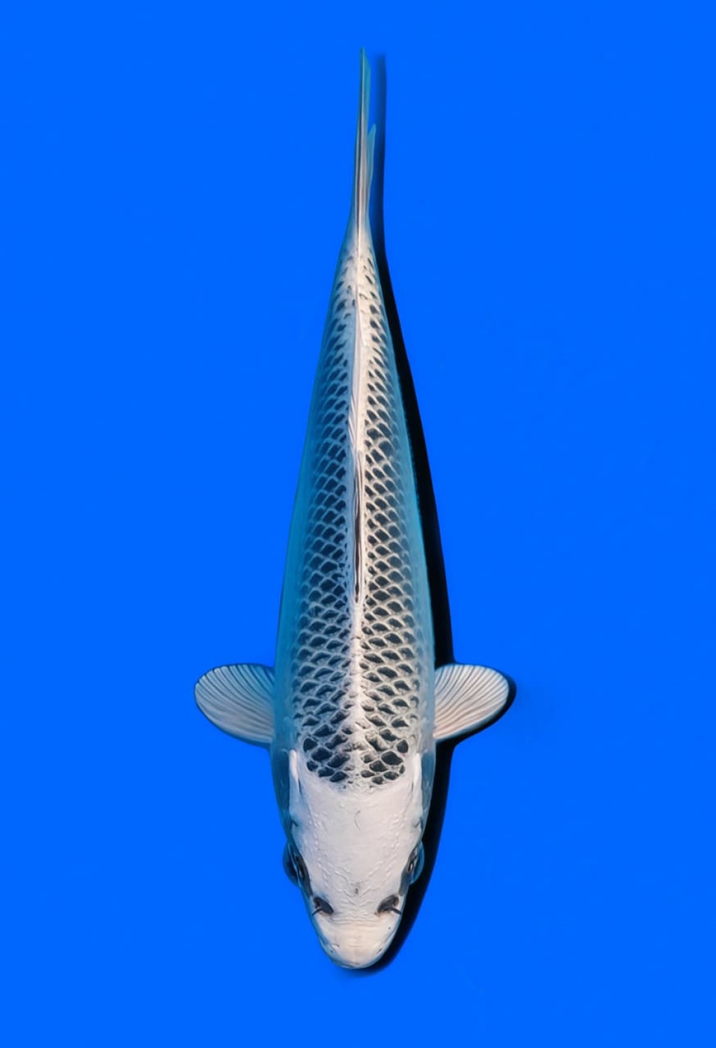 Juara 1