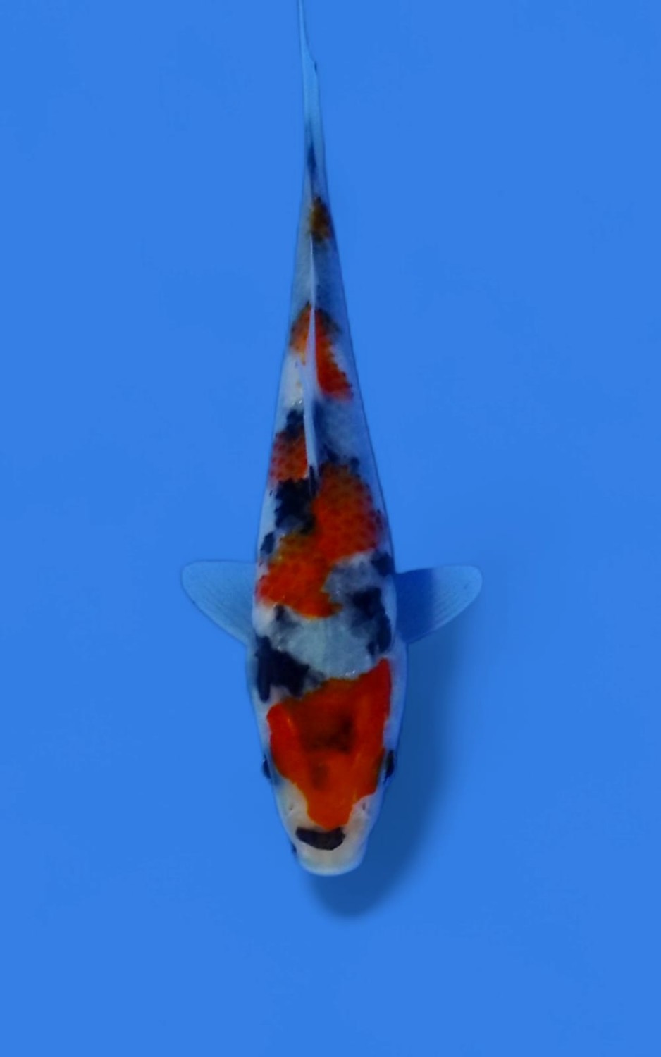 Juara 2