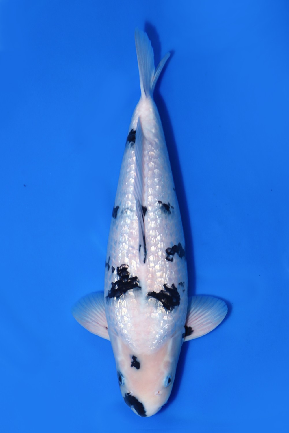 Best In Size F, 46 - 50 cm