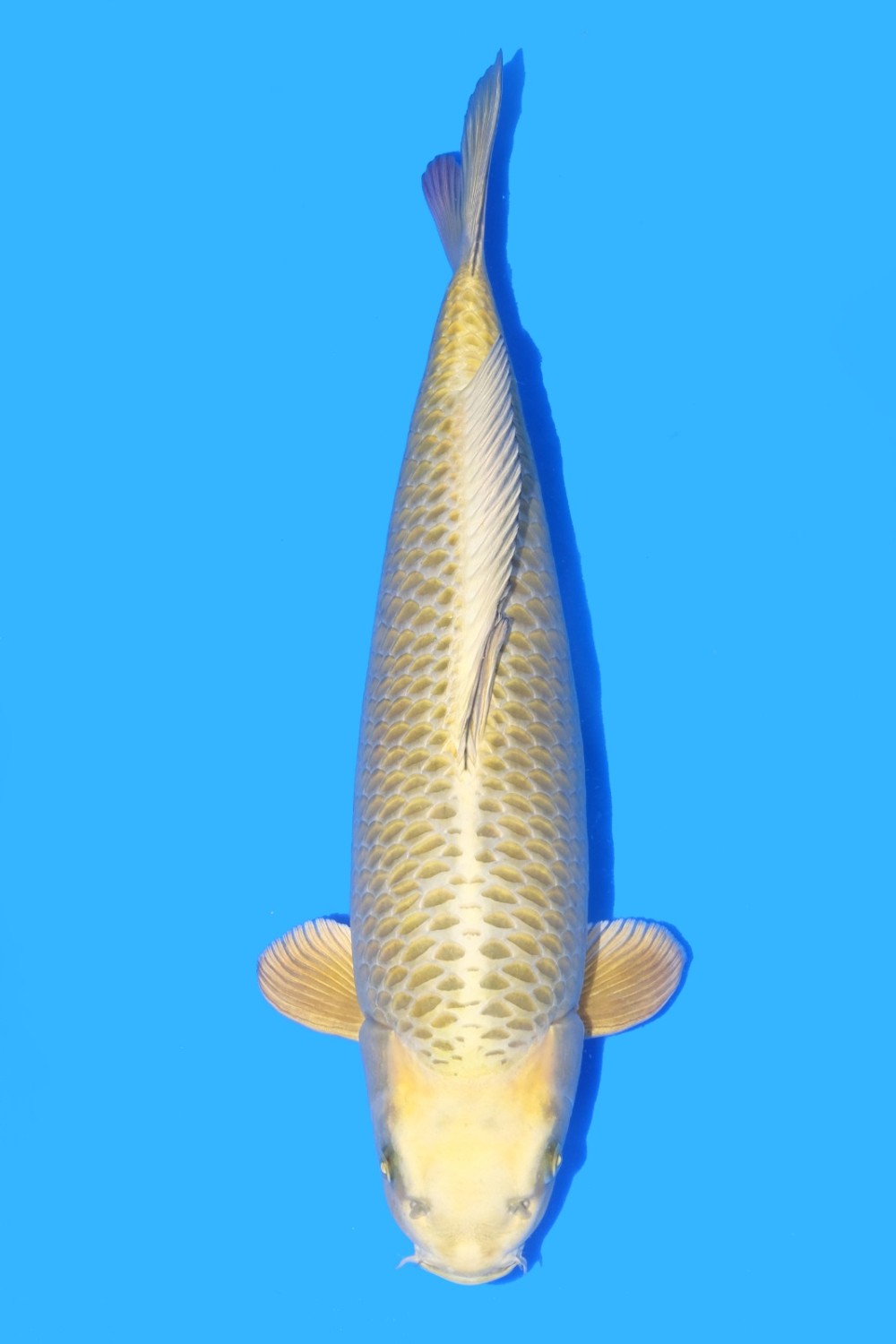 Juara 1