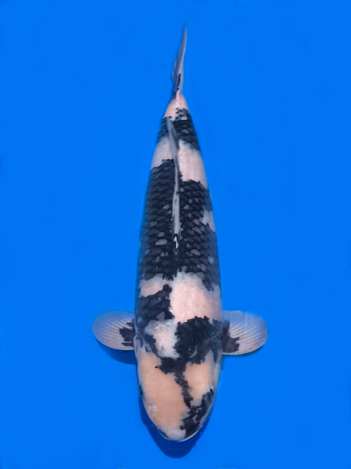 Juara 5