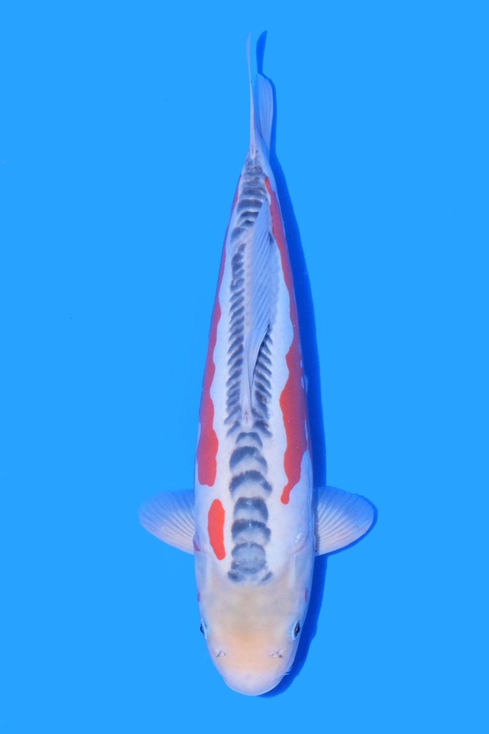 Best In Size D, 41 - 45 cm