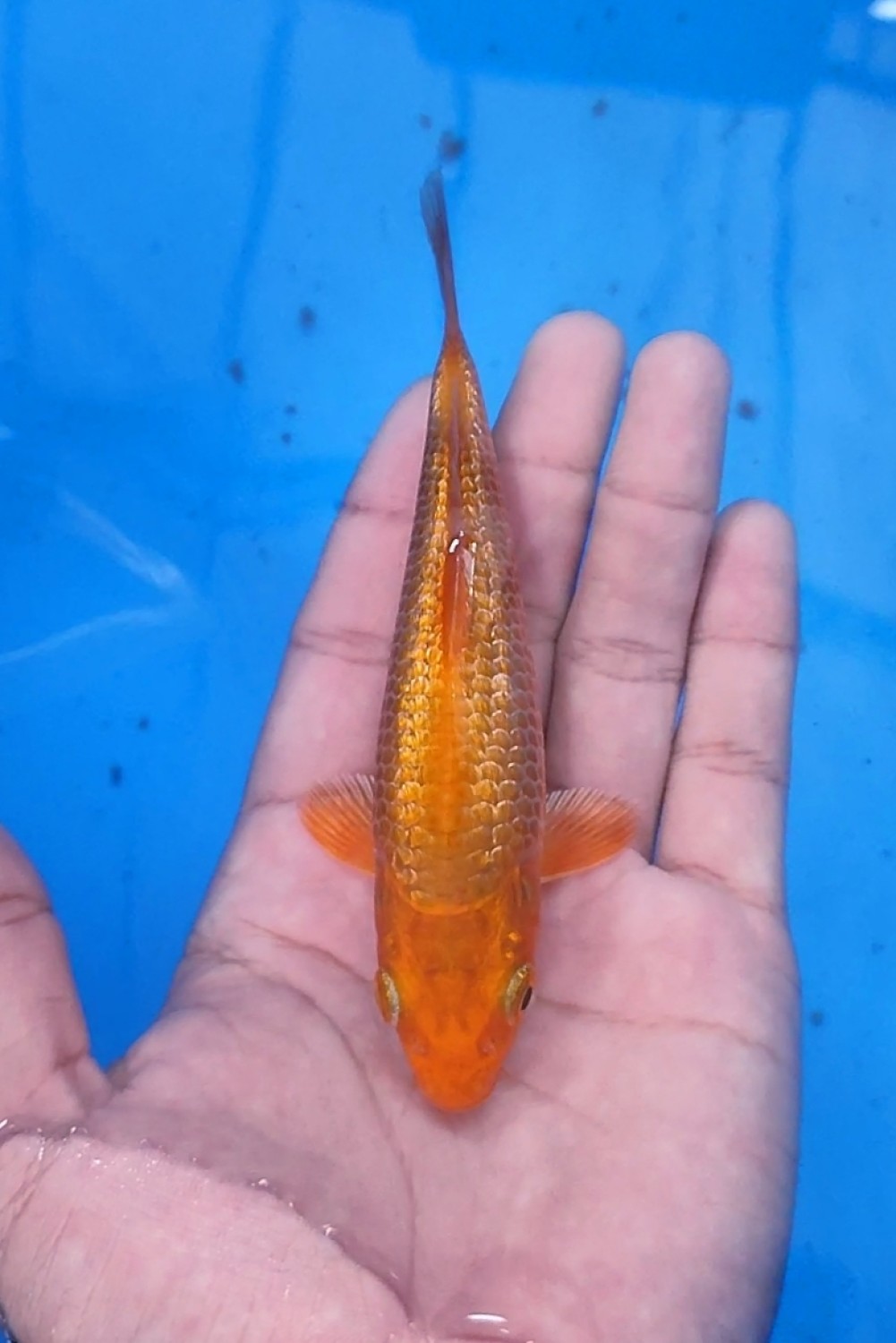 Juara 1