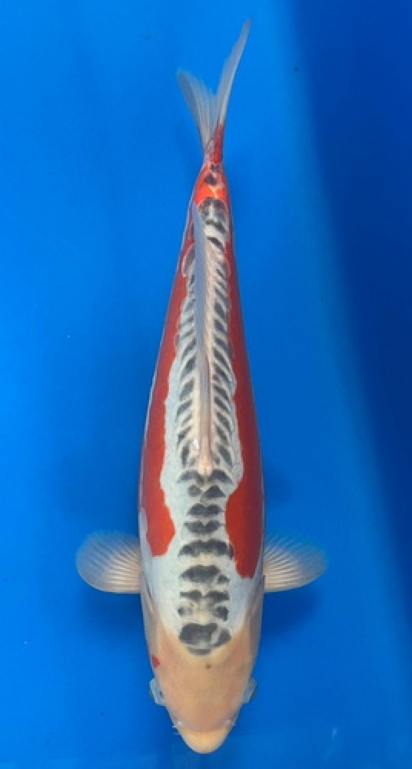 Juara 3