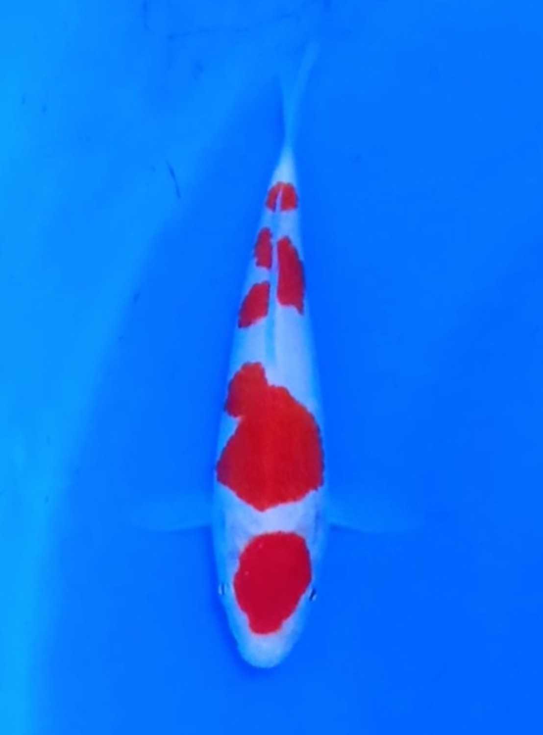 Juara 3