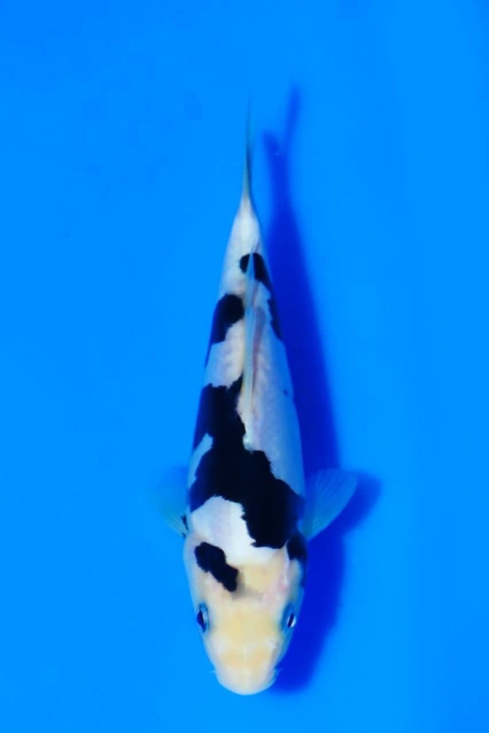 Juara 2
