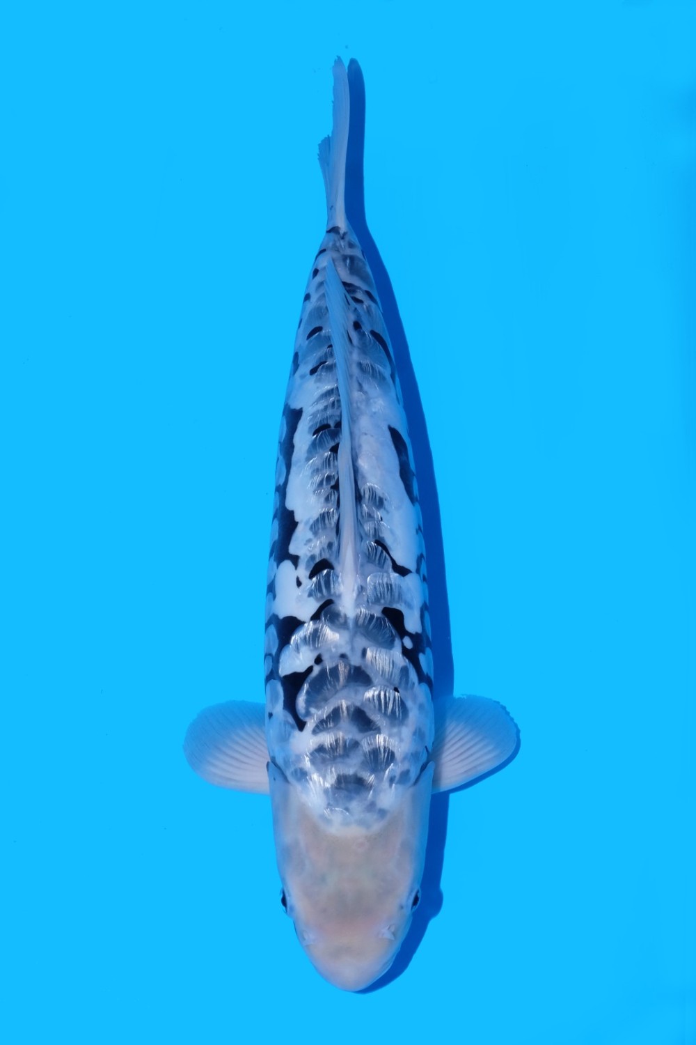 Best In Size C, 41 - 45 cm
