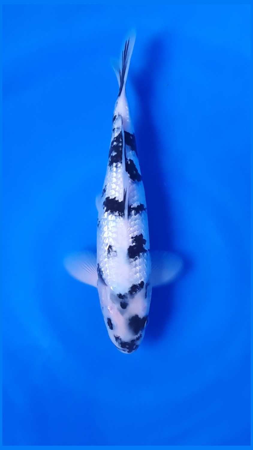 Best In Size C, 26 - 30 cm