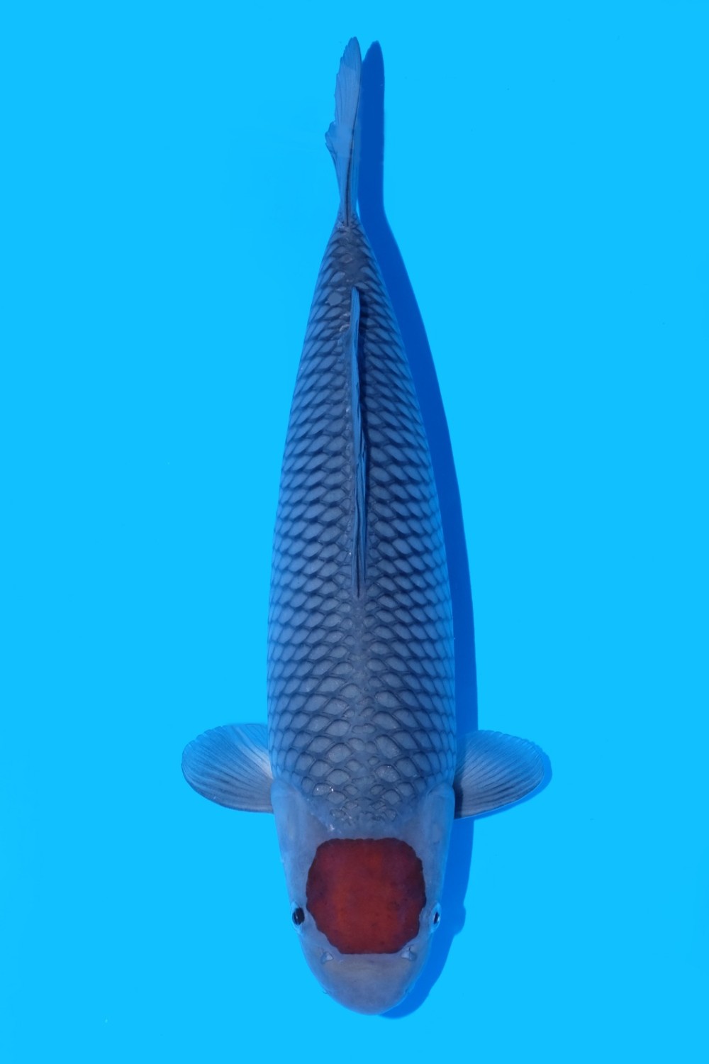Best In Size C, 36 - 40 cm