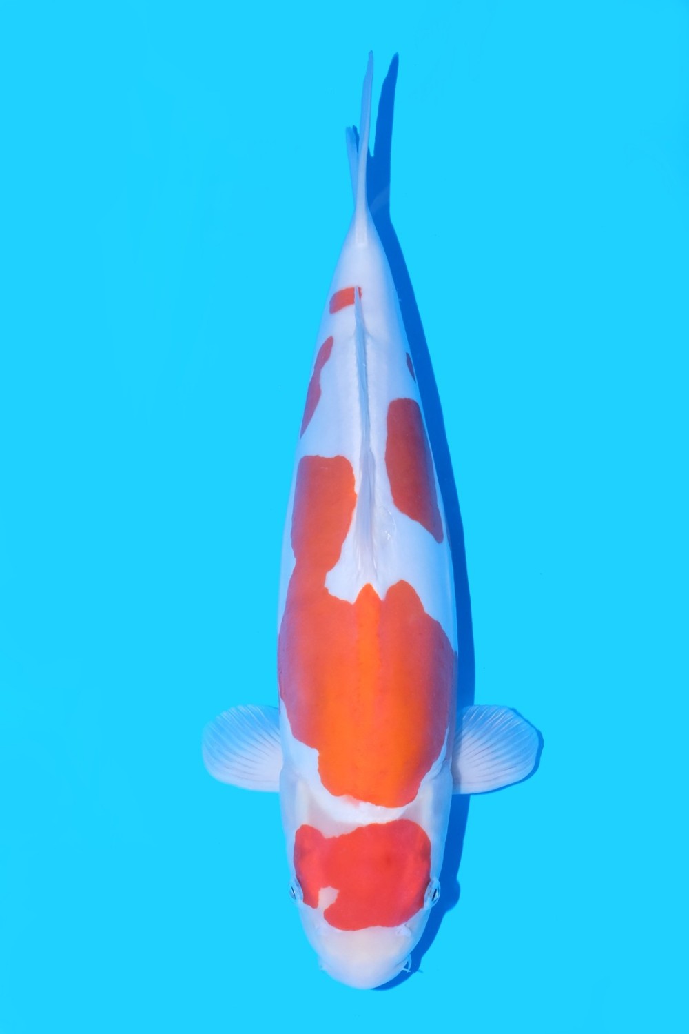 Juara 2