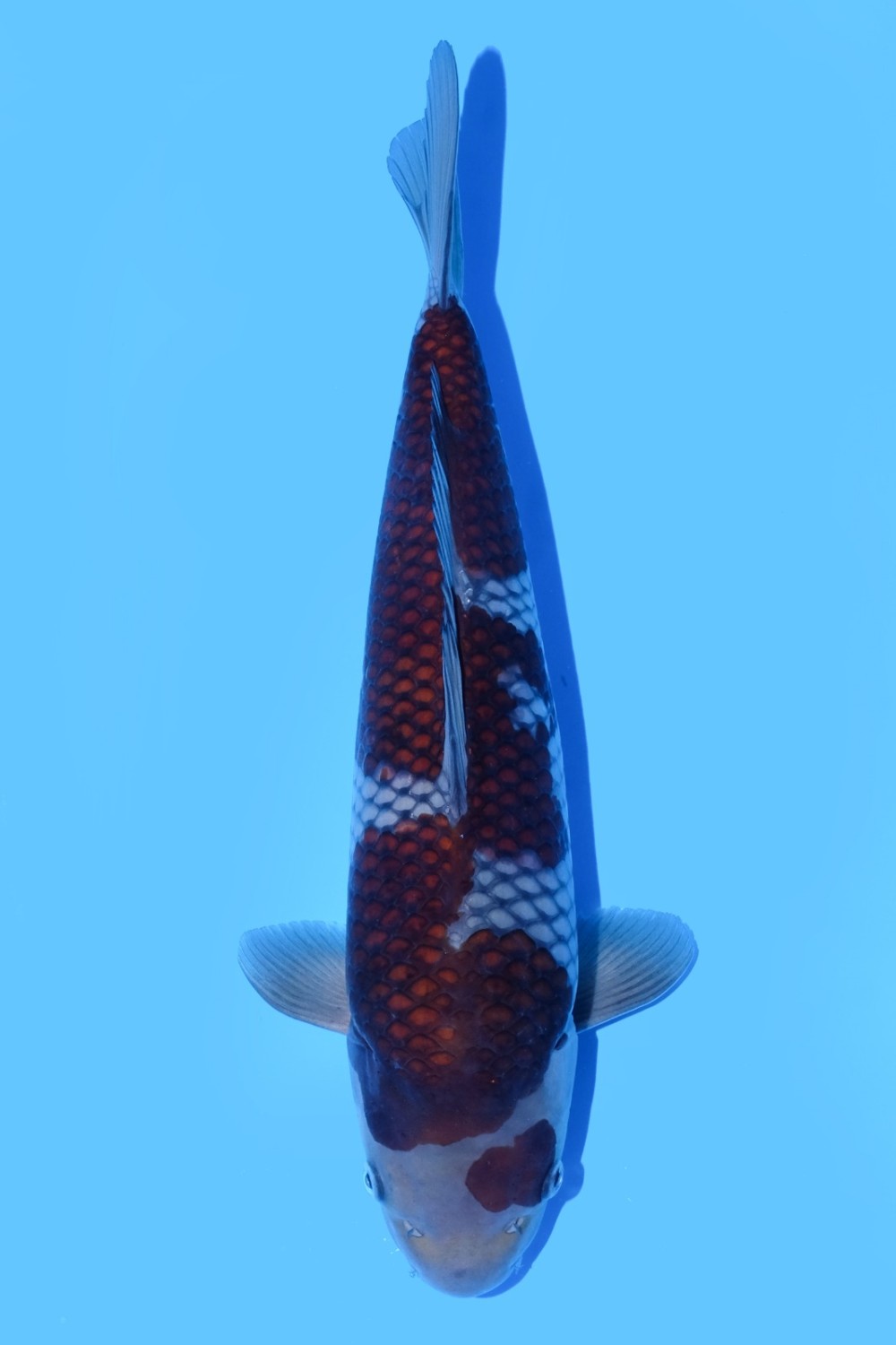 Juara 1