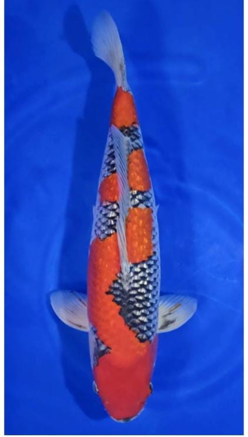 Best In Size C, 56 - 60 cm