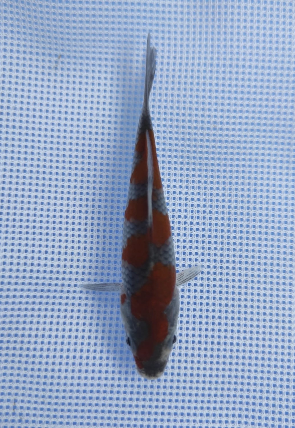 Juara 1
