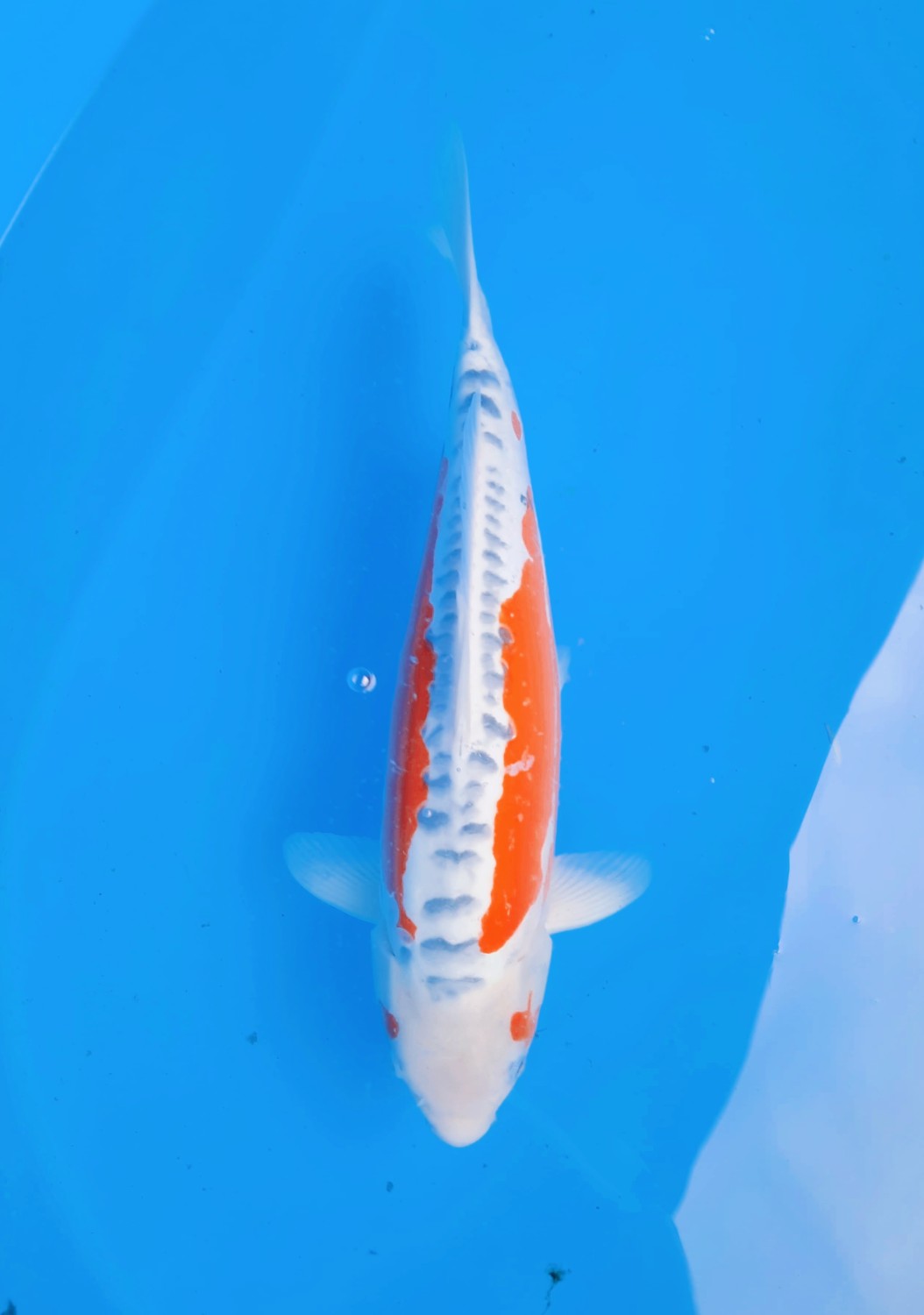 Best In Size D, 46 - 50 cm