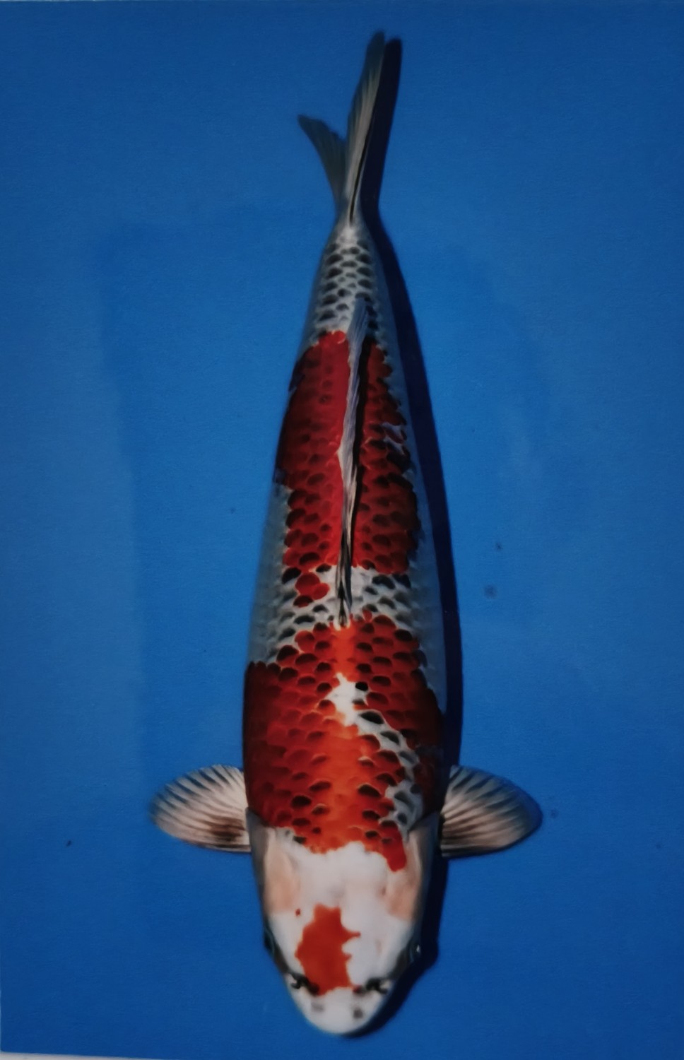 Juara 3